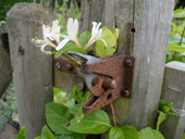 Japanese Honeysuckle growing through a gate latch made of rusting galvanised iron. England