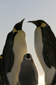 Emperor Penguin adults with a chick, backlit with diamond dust in the air. Luitpold Coast. East Antarctica