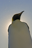 Emperor Penguin adult, backlit with diamond dust in the air. Luitpold Coast. East Antarctica