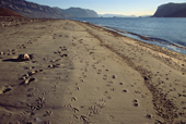 Footprints in the sand in Eleonora Bay, Musk oxen, arctic fox and Glaucous Gull. Kejser Franz Joseph Fiord. North-east Greenland National Park. 2005