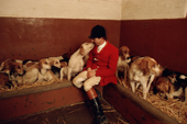 Kennel Huntsman Matthew, checks his hounds after a day's hunting Portman Hunt. Dorset. England. 1988-89