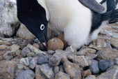 Adelie Penguin watches and listens as its chick chips at the egg. Antarctica