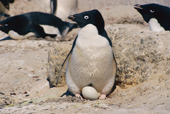 Adelie Penguin stands over its nest, showing two eggs. Antarctica