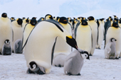 Emperor Penguin adult with a chick on its feet pecks a passing chick. Antarctica