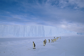 Line of adult Emperor Penguins walk along the front of the Ice Shelf. Antarctica