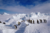 Emperor Penguins follow each other on a good path through pressure ice on their way back to the sea. Antarctica