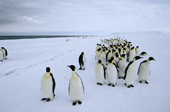 Column of adult Emperor Penguins file along beside the floe edge and open water Antarctica