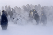 Emperor Penguin chicks huddle during a severe snow storm. Antarctica