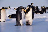 Emperor Penguin adults display to each other prior to moving the chick to the other feet. Antarctica