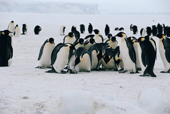 Emperor Penguin adults scuffle to acquire a chick. Chicks can be killed this way. Antarctica