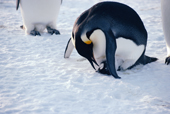 Emperor Penguin scoops up a stray chick during a scuffle to adopt it. Antarctica