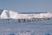 Emperor Penguins walk in a line across sea ice by the ice shelf as they return to their chicks. Antarctica