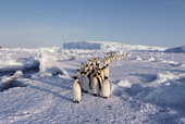 Column of adult Emperor Penguins walk across sea ice following a lead. Antarctica