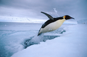 Emperor Penguin launches itself out of a lead as it returns to feed its chick. Antarctica