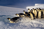 Emperor Penguin leaps into a hole in the sea ice. Antarctica