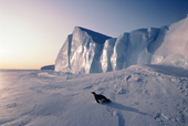 Solitary Emperor Penguin slides towards the setting sun along the edge of the ice shelf. Antarctica.