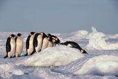Emperor Penguins follow their leader on a route through pressure ice. Antarctica