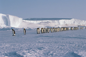 Emperor Penguins walk in a line across sea ice by the ice shelf as they return to their chicks. Antarctica