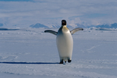 Emperor Penguin strides out on the way towards the sea. it will feed and return to its chick. Antarctica