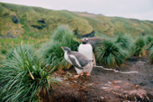 An ability to projectile poop may help to keep the nest area cleaner. Gentoo Penguin. Sub Antarctic