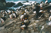 Macaroni Penguins on their nests, with eggs. They like to nest on steep slopes. Sub Antarctic Islands.