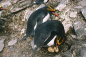 Pair of Macaroni Penguins on their nest with eggs. Sub Antarctic Islands.