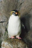Northern/Long Crested Rockhopper Penguin. Found on Gough Is & Tristan da Cuhna