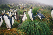 Northern/Long Crested Rockhopper Penguins in tussock. Found on Gough Is & Tristan da Cunha.