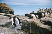 Rockhopper Penguins jump down rocky ledges to return from their nests to the sea. Sub Antarctic Islands