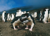 Pair of Chinstrap Penguins display at the nest on Saunders Is. S. Sandwich Islands. Sub Antarctic