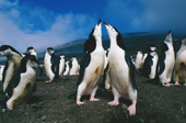 Pair of Chinstrap Penguins display at the nest on Saunders Is. S. Sandwich Islands. Sub Antarctic