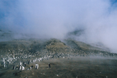 Chinstrap Penguin colony on the steaming slopes of Saunders Is. S. Sandwich Islands. Sub Antarctic