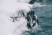 Chinstrap Penguins jump out of the water onto ice foot, on their way back to their nests. Antarctica