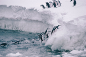 Chinstrap Penguins jump out of the water onto ice foot, on their way back to their nests. Antarctica