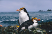 Pair of Royal Penguins, Eudyptes Schlegeli, at their nest.Macquarie Island. Sub Antarctica