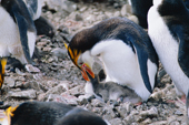 Royal Penguin, Eudyptes Schlegeli, feeding its chick at the nest. Macquarie Island. Sub Antarctica