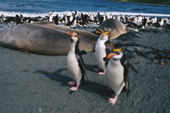 Royal Penguins, Eudyptes Schlegeli, walk past Elephant seals. Macquarie Island. Sub Antarctica