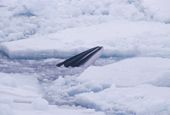 Antarctic Minke Whale, Balaenoptera bonaerensis, surfaces amongst pack ice. Antarctica