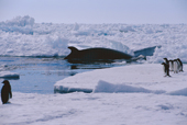Antarctic Minke Whale, Balaenoptera bonaerensis, amongst pack ice, watched by Adelie Penguins. Antarctica