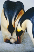 Pair of Emperor Penguins about to exchange their egg. Captive birds. SeaWorld, San Diego. USA