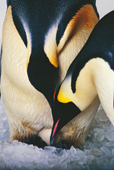 Pair of Emperor Penguins about to exchange their egg. Captive birds. SeaWorld, San Diego. USA
