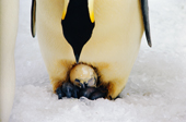 Emperor Penguin with chipping egg on his feet, watching it hatch. Captive birds. SeaWorld, San Diego. USA