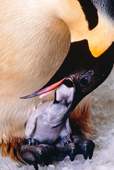 Emperor Penguin feeds the newly hatched chick on his feet. Captive birds. SeaWorld, San Diego. USA