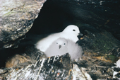 Snow Petrel, Pagodroma nivea, with its downy grey chick at the nest. Antarctica