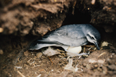 Slender Billed Prion, Pachyptila vittata, at its nest with an egg. Sub Antarctic Islands