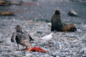 Dark morph Southern Giant Petrel with remains of meal watched by a sheathbill & fur seal. Sub Antarctica