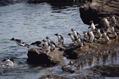 Already wet Rockhopper Penguins line up to jump back into the sea. Sub Antarctica