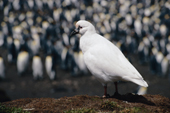 Black-faced Sheathbill, Chionis minor, in front of a King Penguin Colony. Kerguelen Island. Sub Antarctic Island