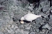 Sheathbill scavenging the egg of a Chinstrap Penguin. Sub Antarctic Island