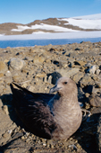 South Polar Skua, Catharacta mccormicki, on its nest. Antarctica